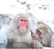 Snow Monkeys